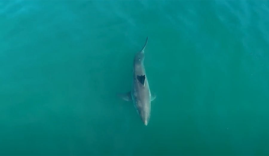 Dead Whale Attracts 16-Foot Great White Shark Off California Coastline