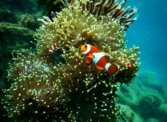 Phuket conservationists butt heads with locals on coral reef