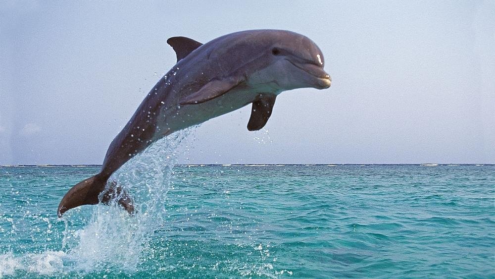 Dolphins derive pleasure from ‘very complicated vaginas’, says new research