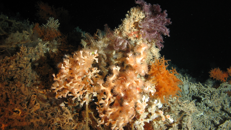 How Cold-Water Corals Respond To Global Warming