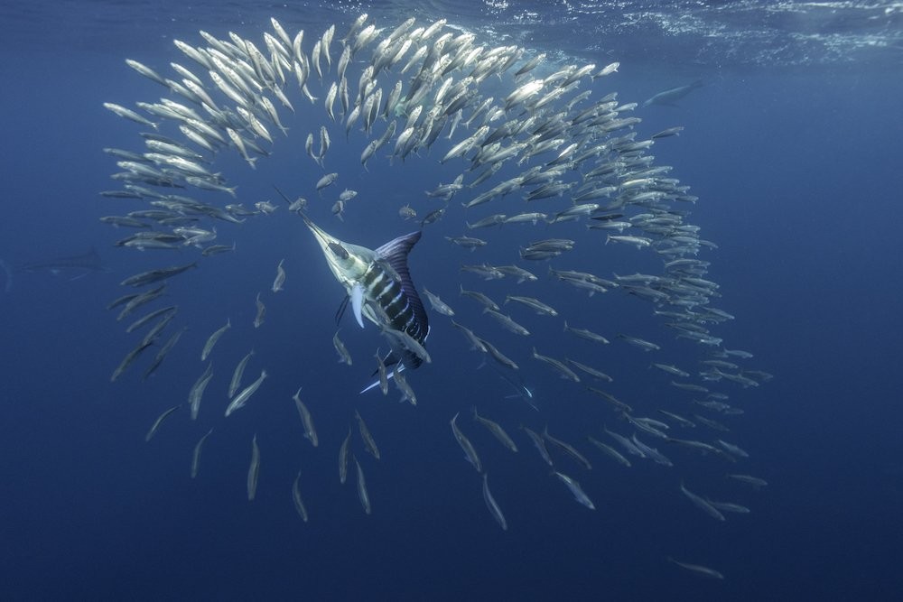 Warmer temperatures supercharge ocean predators