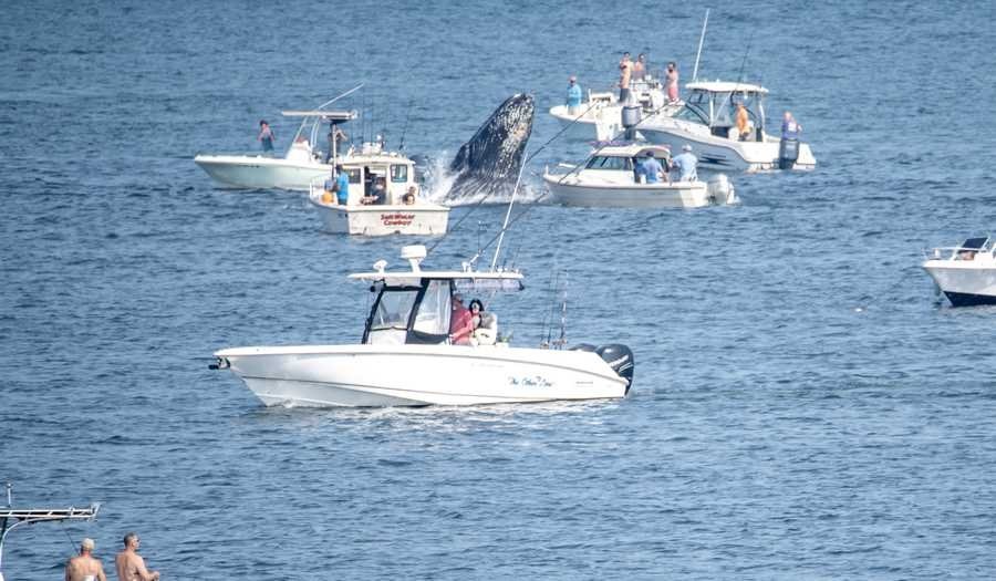 Breaching whale lands on fishing boat in dangerous encounter