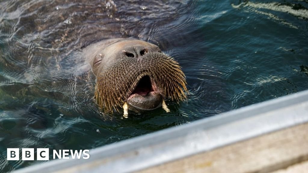 Freya the 600kg walrus causes a stir in Norway