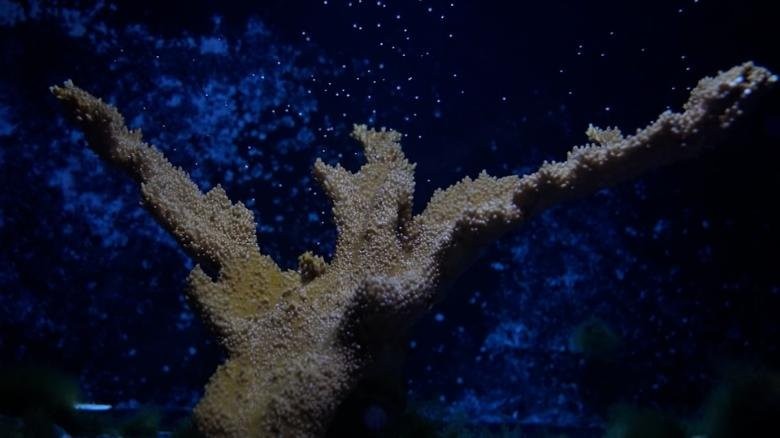 CNN Exclusive: Scientists make major breakthrough in race to save Caribbean coral