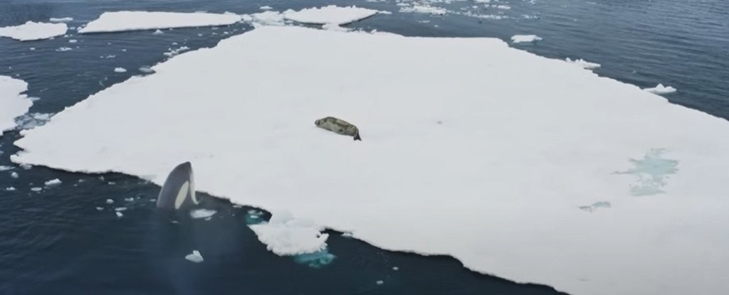 Dramatic Orca Footage Reveals a Rare Hunting Technique Used to Trap And Kill Prey