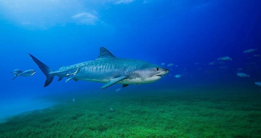 Tiger Sharks With Cameras Strapped To Their Backs Just Helped Researchers Map The World’s Largest Seagrass Meadow