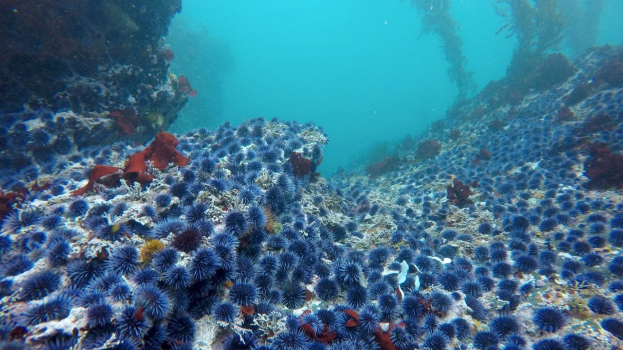 In Hotter Climate, 'Zombie' Urchins Are Winning And Kelp Forests Are Losing