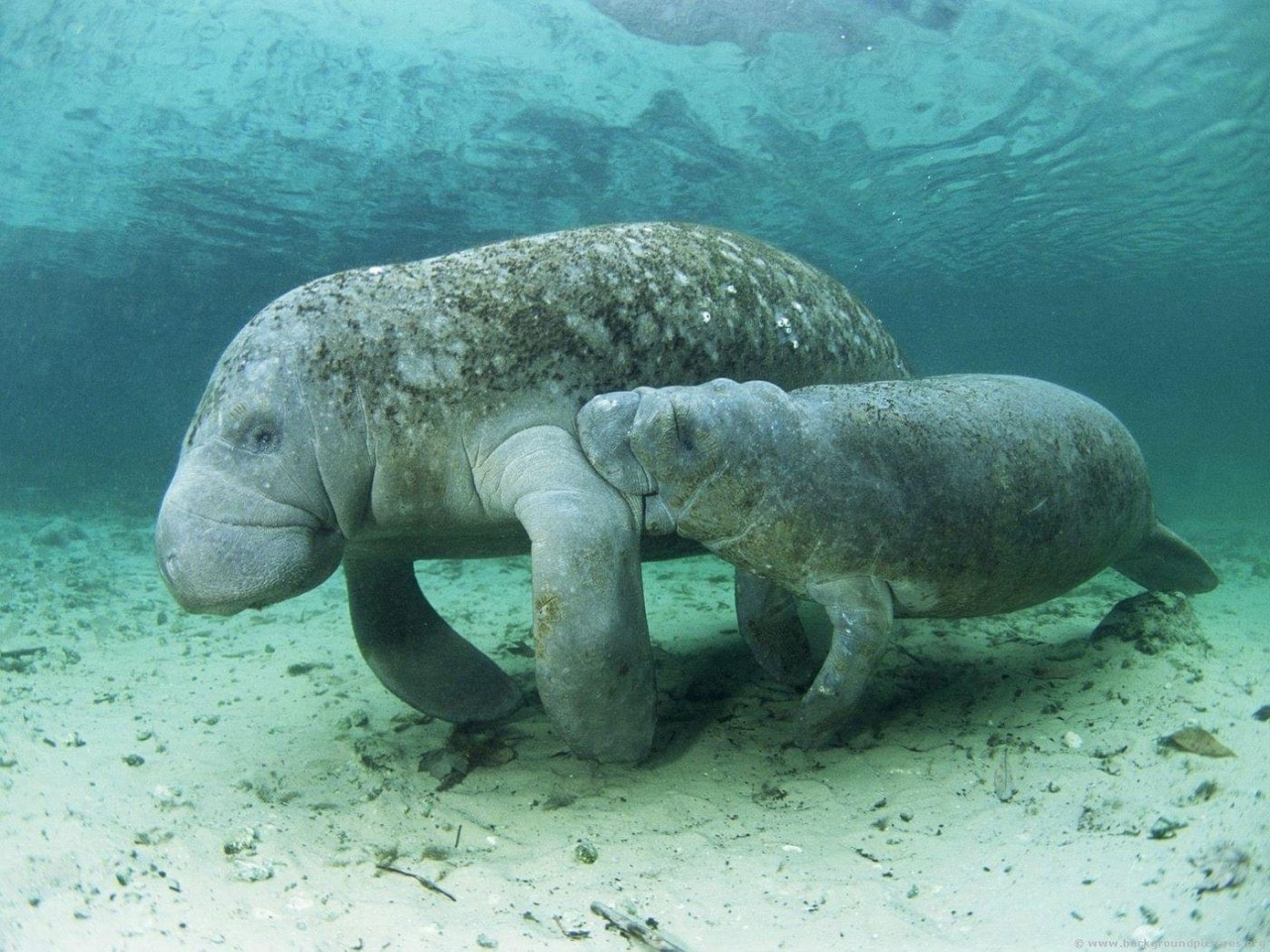 Water Pumped Into Tampa Bay Puts Manatee Habitats At Risk