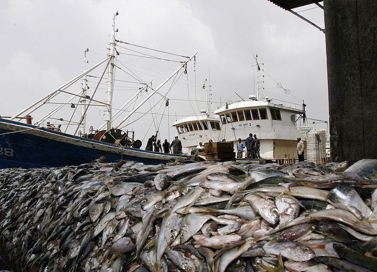 Bottom trawling must be banned immediately – it’s destroying our oceans | Donnachadh McCarthy