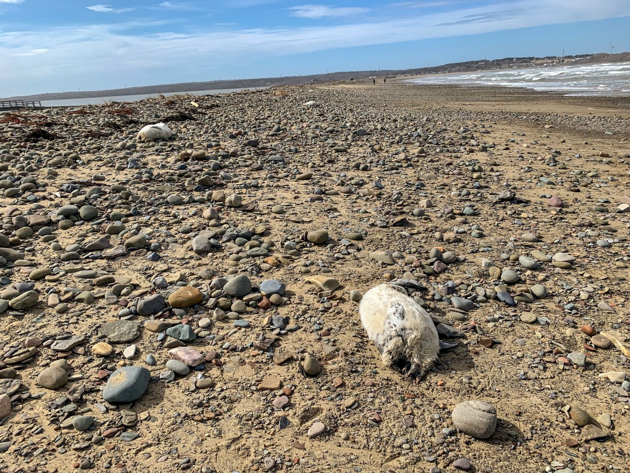 ‘It was disturbing’: Decapitated seals wash up on Cape Breton beaches