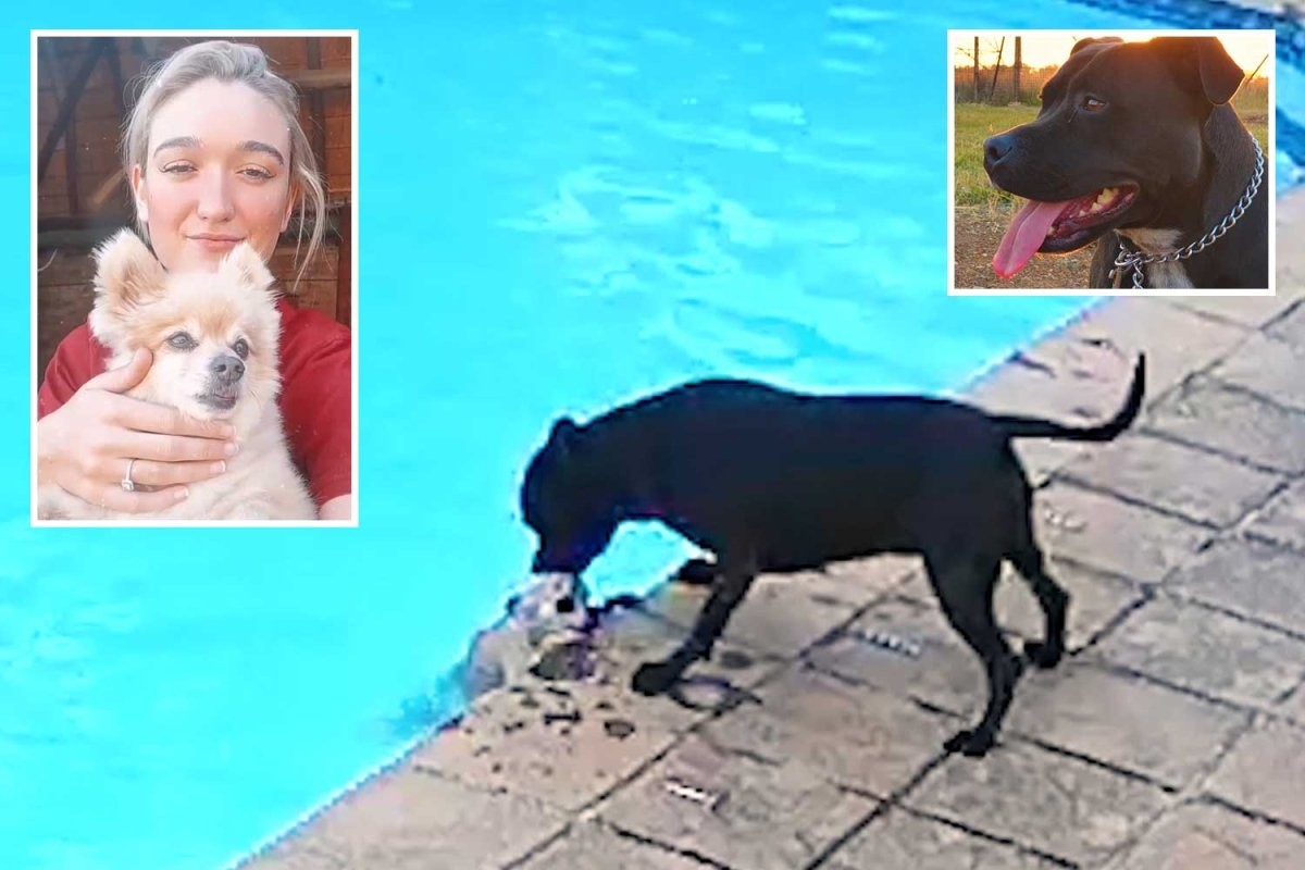 Hero Staffy mounts epic 34 MINUTE rescue of drowning Toy Pom pal