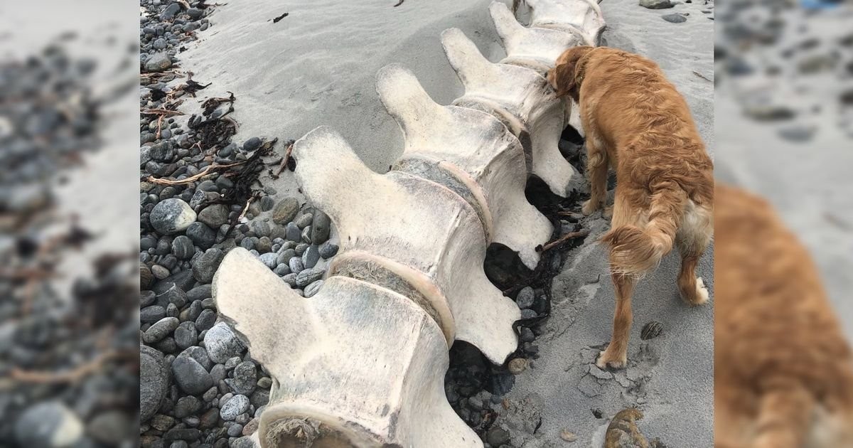 'It's Nessie!' Scot takes to Twitter after sister discovers bones on Uist beach