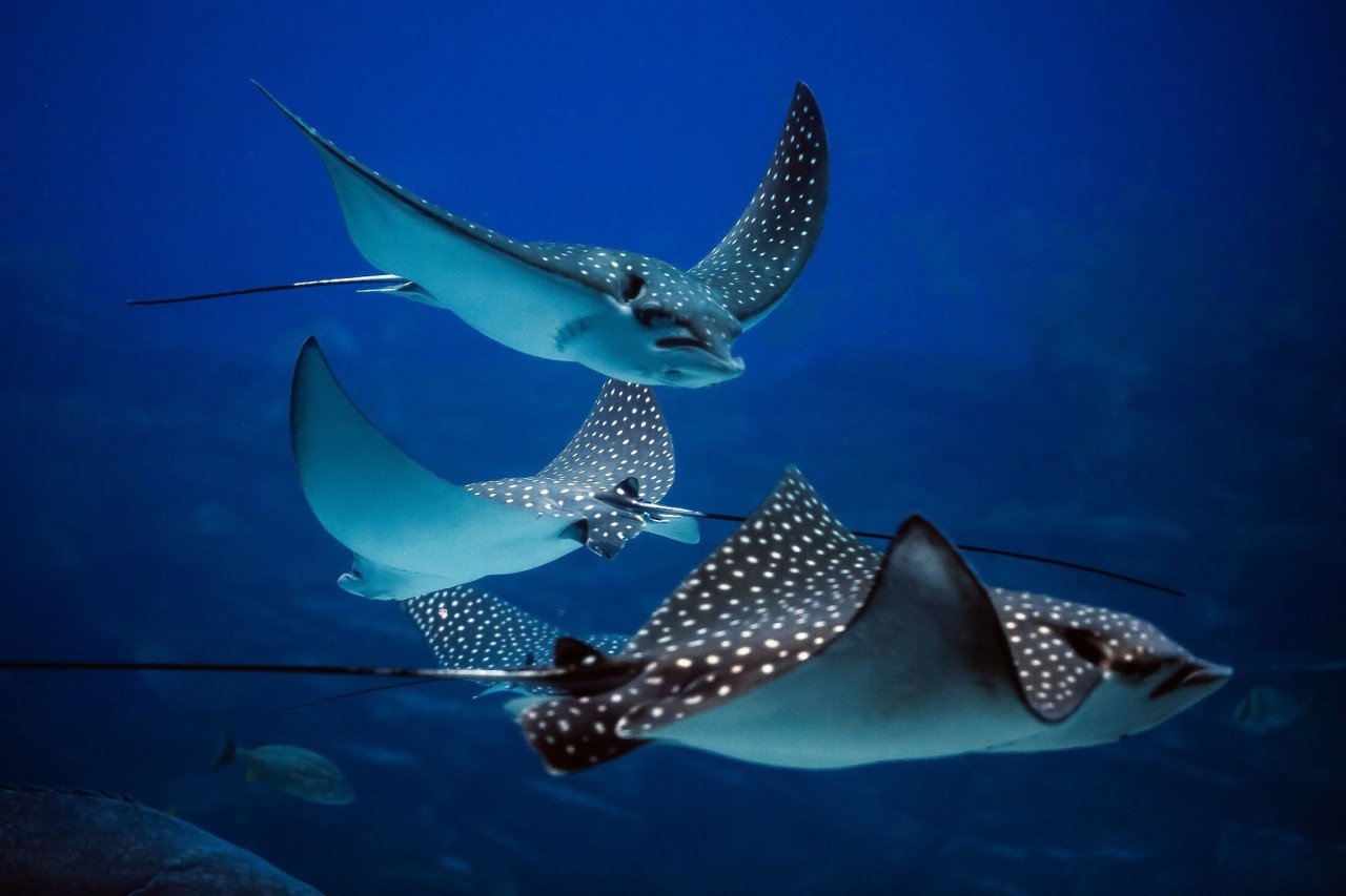 15 Stunning Stingray Facts