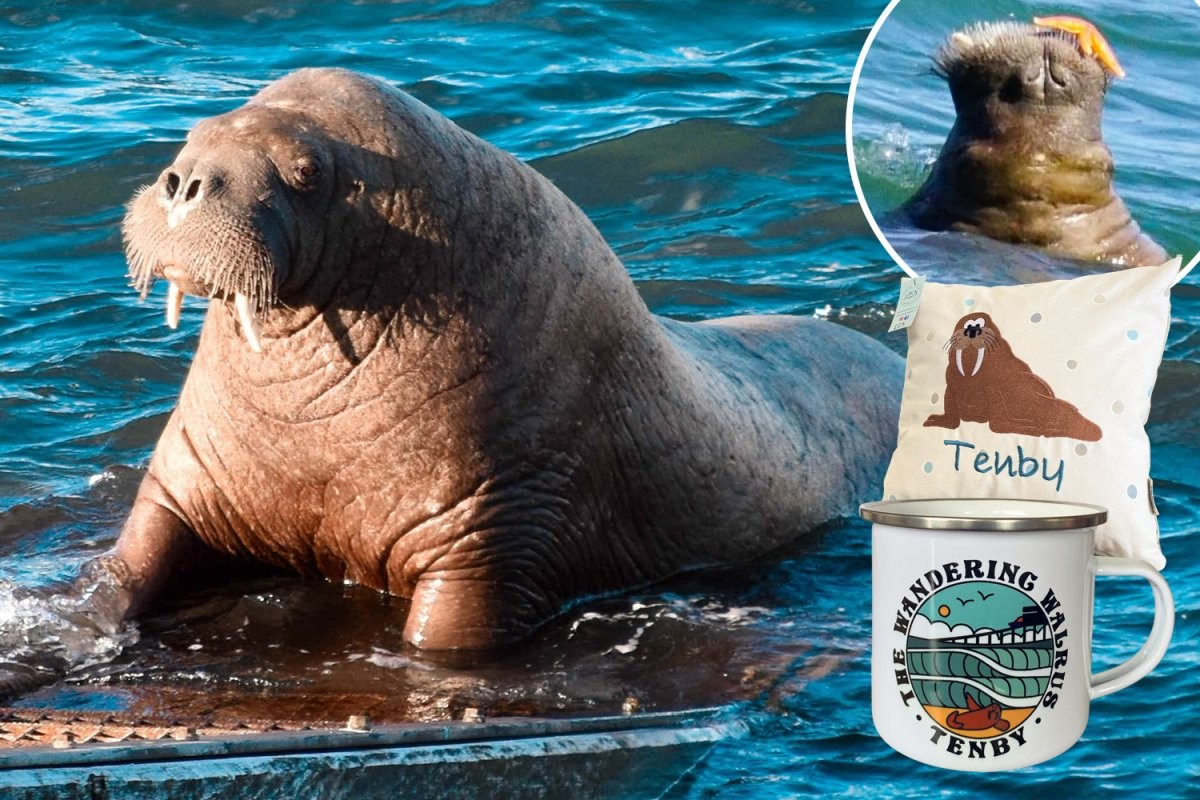 Wally the walrus sparks tourism boom as visitors snap up souvenirs