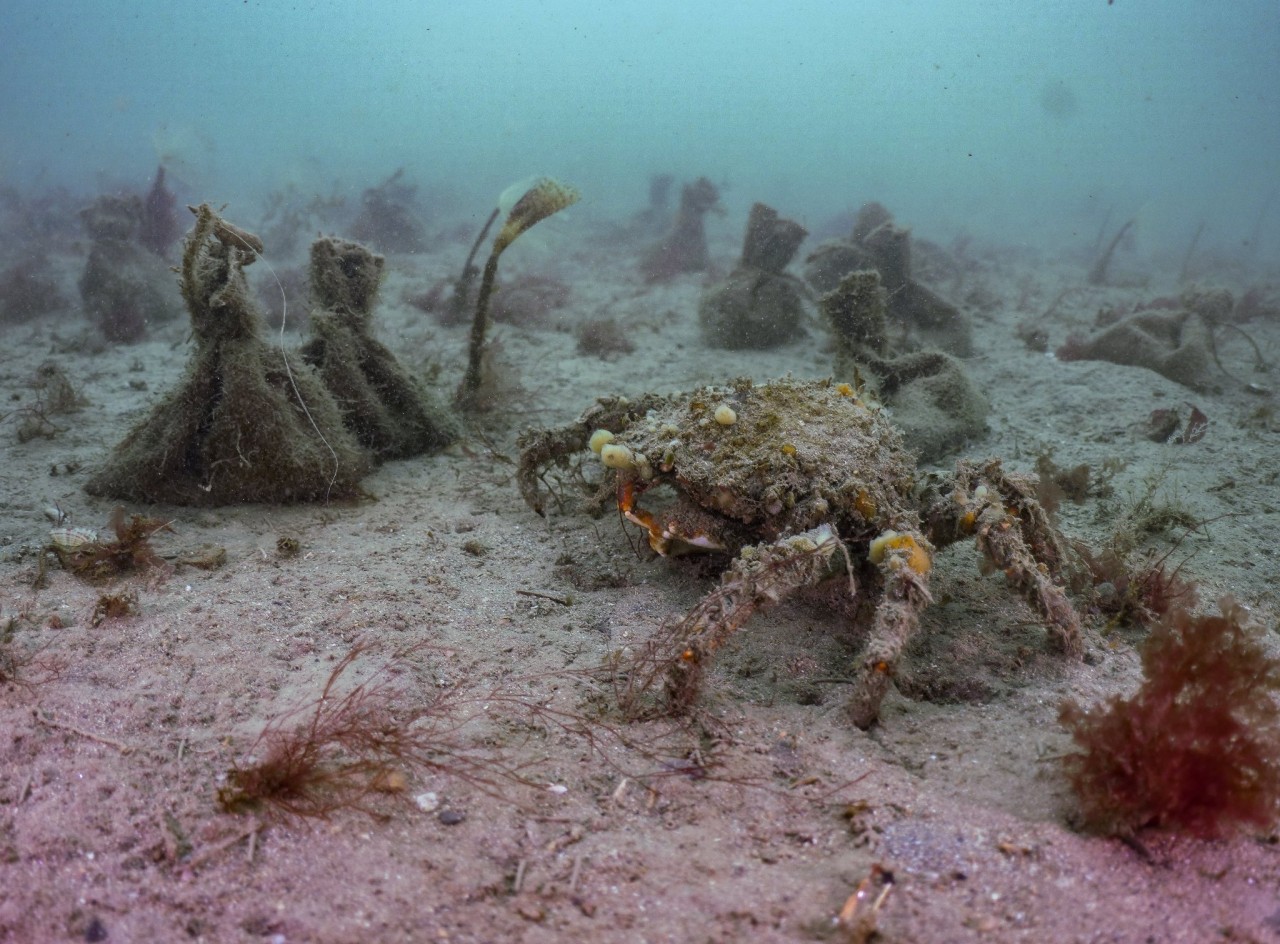 Thousands of seed bags planted in England’s largest seagrass planting effort