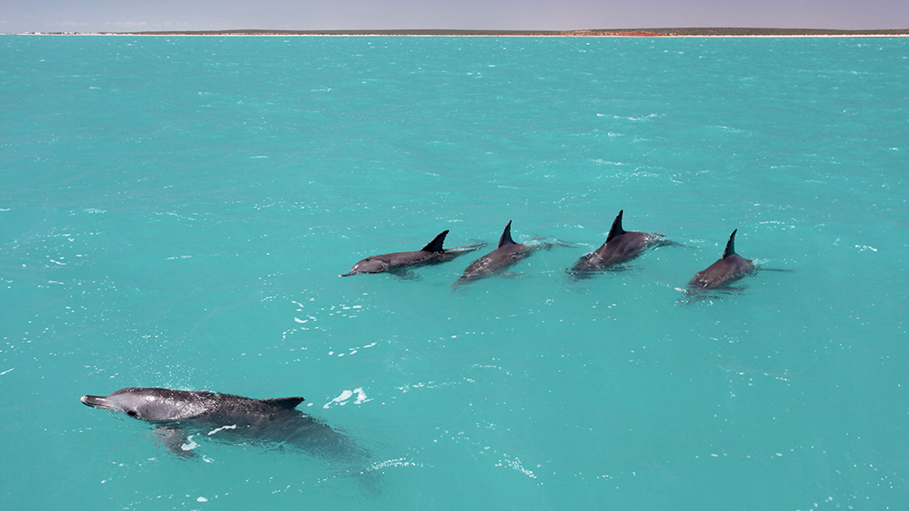 Dolphins learn the ‘names’ of their friends to form teams—a first in animal kingdom