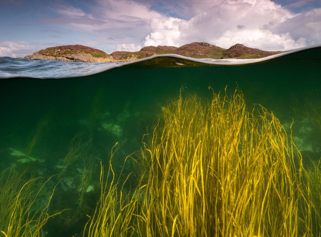 Rewild oceans to meet UK’s net zero goals, campaigners say