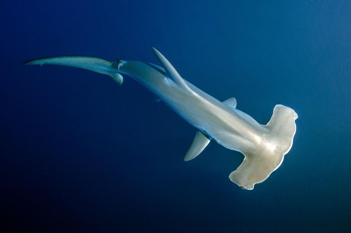 Migration Of A Pregnant Hammerhead Shark Documented… From Space