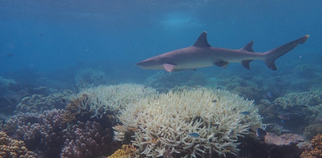 The outlook for coral reefs remains grim unless we cut emissions fast — new research