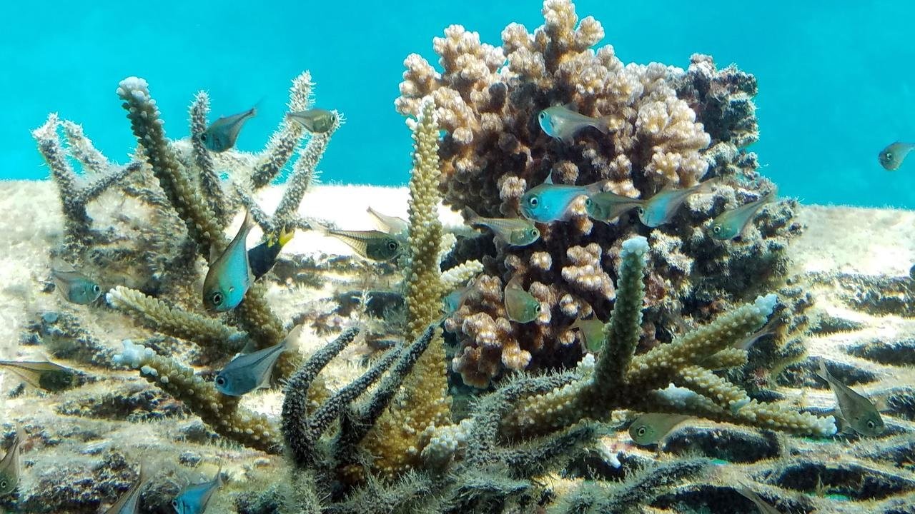 Small Window To Save Reefs, Australian Study Finds - Zenger News