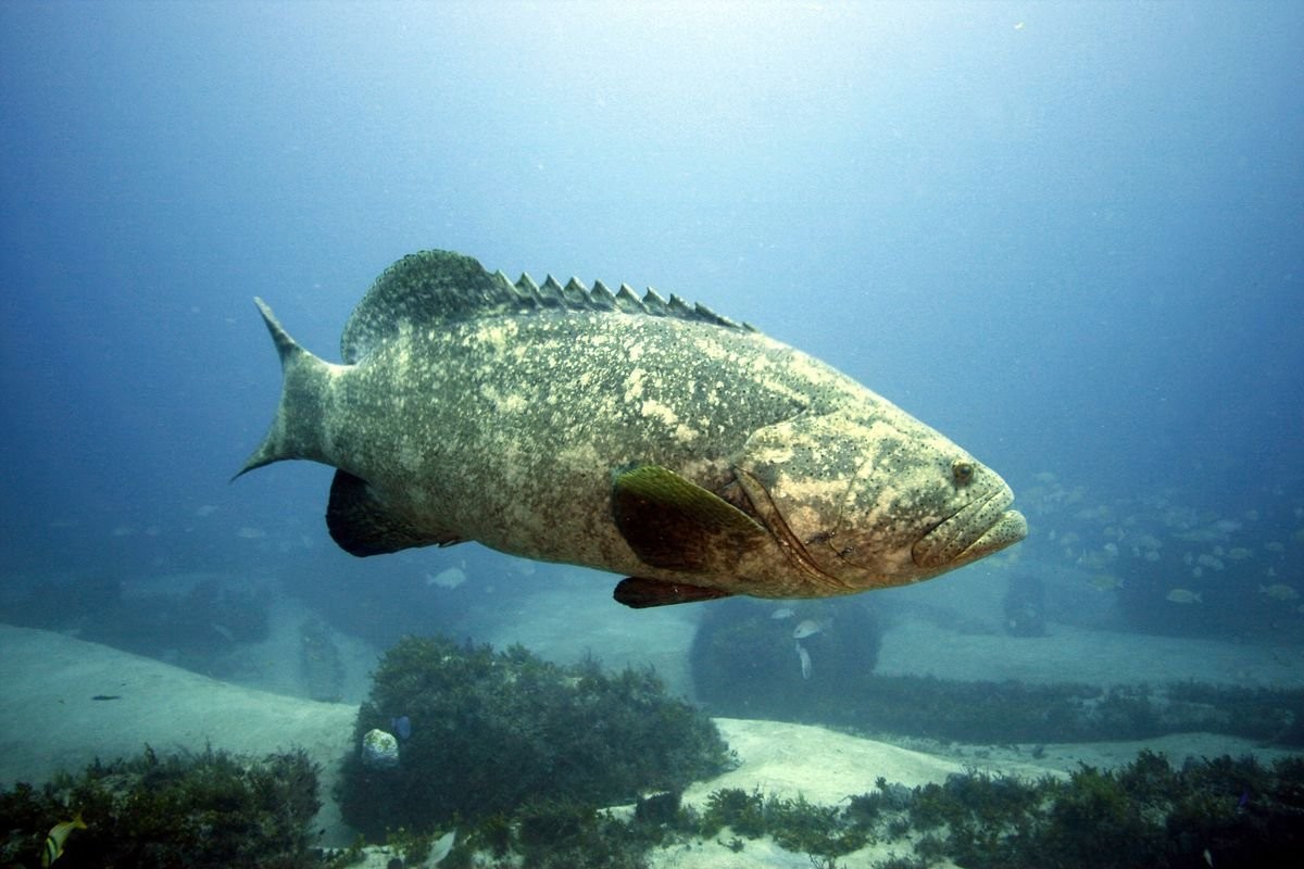 A beloved fish may get the hook, as Florida gives initial approval to proposal for killing goliath grouper