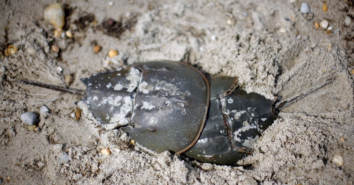 S.C. horseshoe crab harvest for pharma can proceed - 4th Circuit