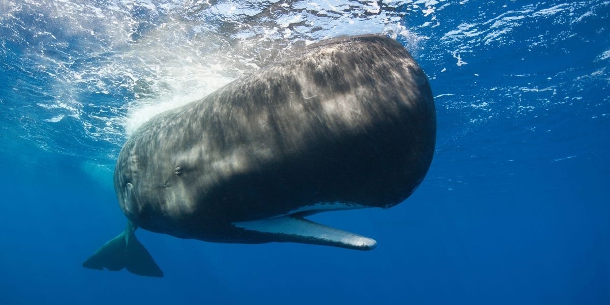 A group of fishermen netted a $1.5 million whale vomit windfall after dredging up a 280-pound hunk of the stuff