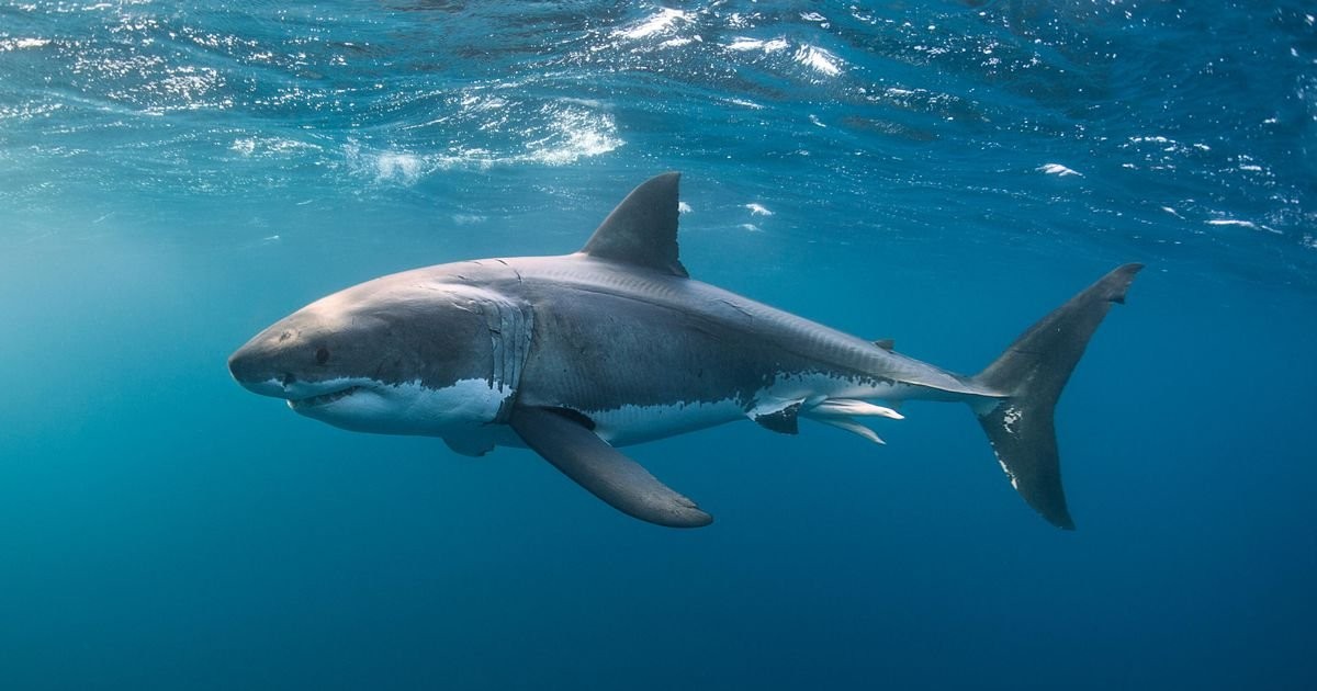 Mysterious extinction event nearly wiped sharks out 19 million years ago