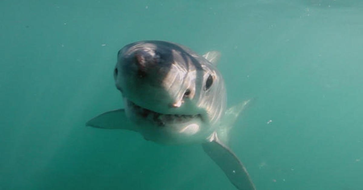 Great white sharks are no longer a common sight in South Africa, leaving researchers puzzled