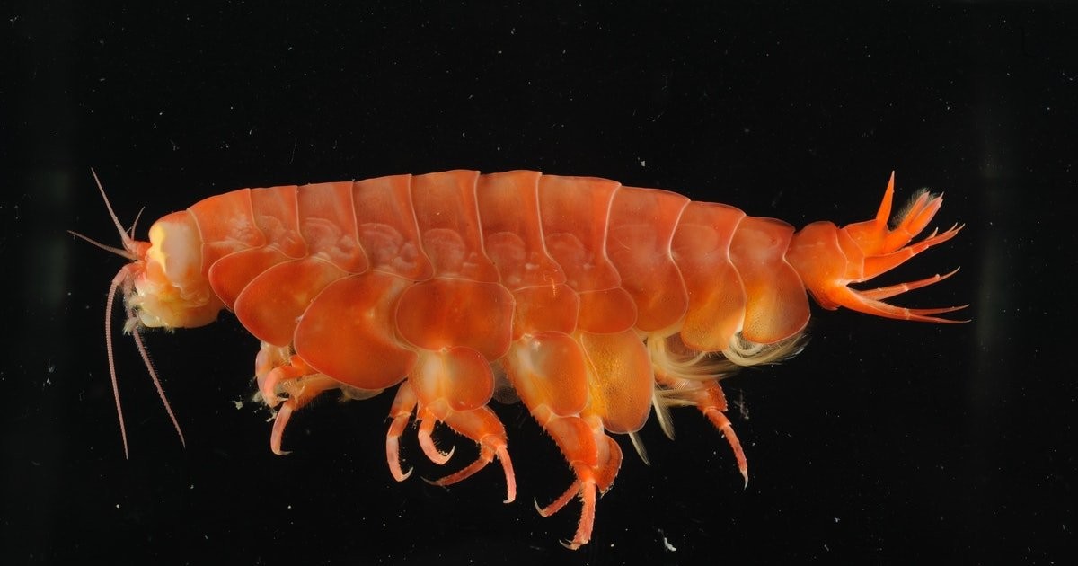 Get a bigger BBQ: An enormous new shrimp was just discovered