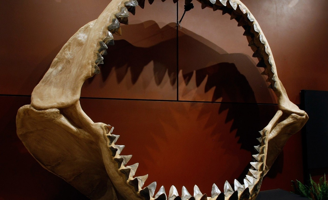 Megalodon shark was even more massive than previously thought, according to new calculations