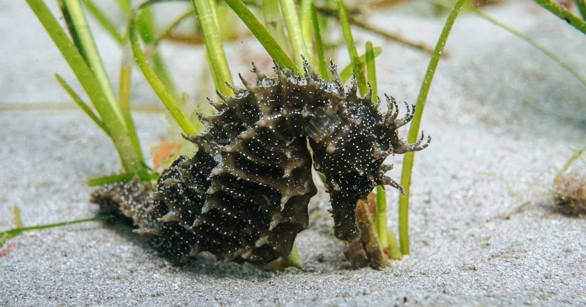 Rare seahorse spotted off the Devon coast