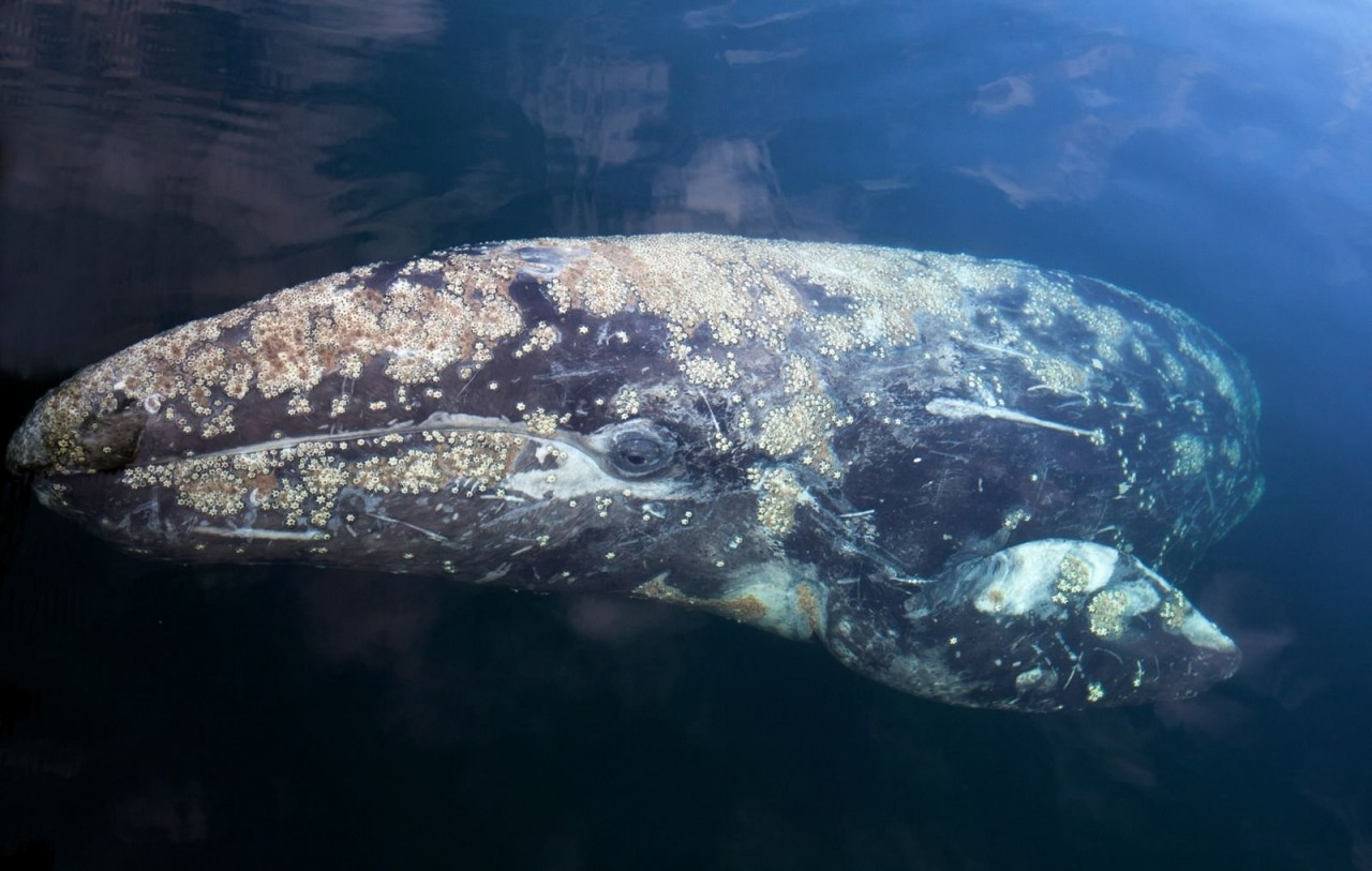 A grey whale swam halfway across the world, setting a new record