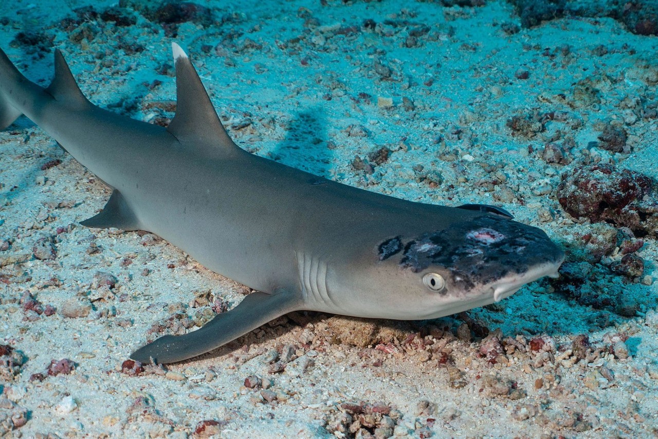 ‘Eating into their flesh’: Reef sharks with skin disease may be the latest victims of climate change