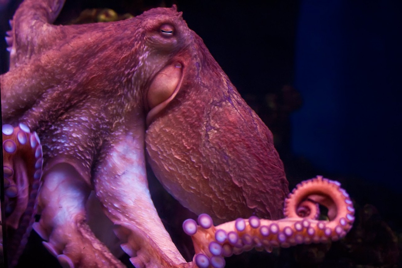 Octopuses Get Emotional About Pain, Research Suggests