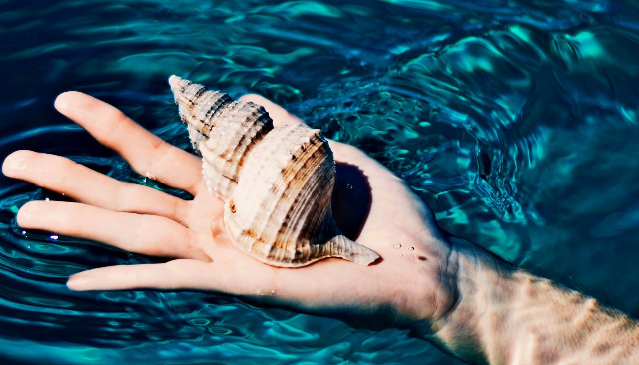 Ancient shells hint past high CO2 levels could return - Futurity