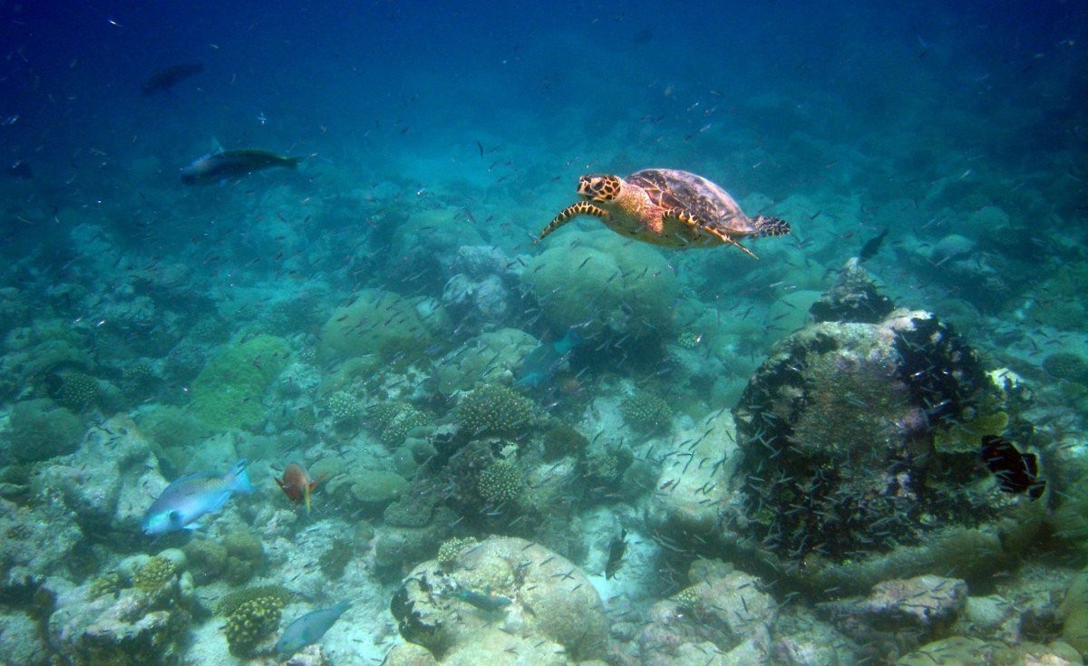 Mauritius: The Last Coral Reef Wilderness - the Chagos Archipelago