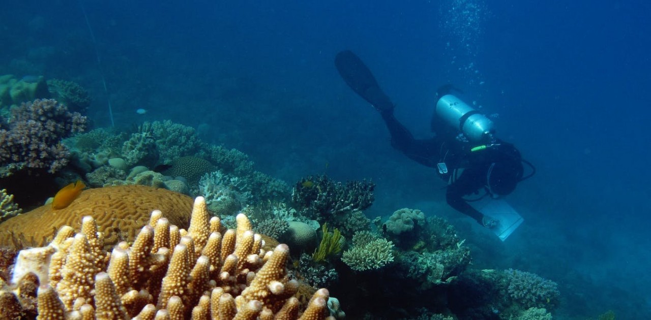 Almost 60 coral species around Lizard Island are 'missing' – and a Great Barrier Reef extinction crisis could be next