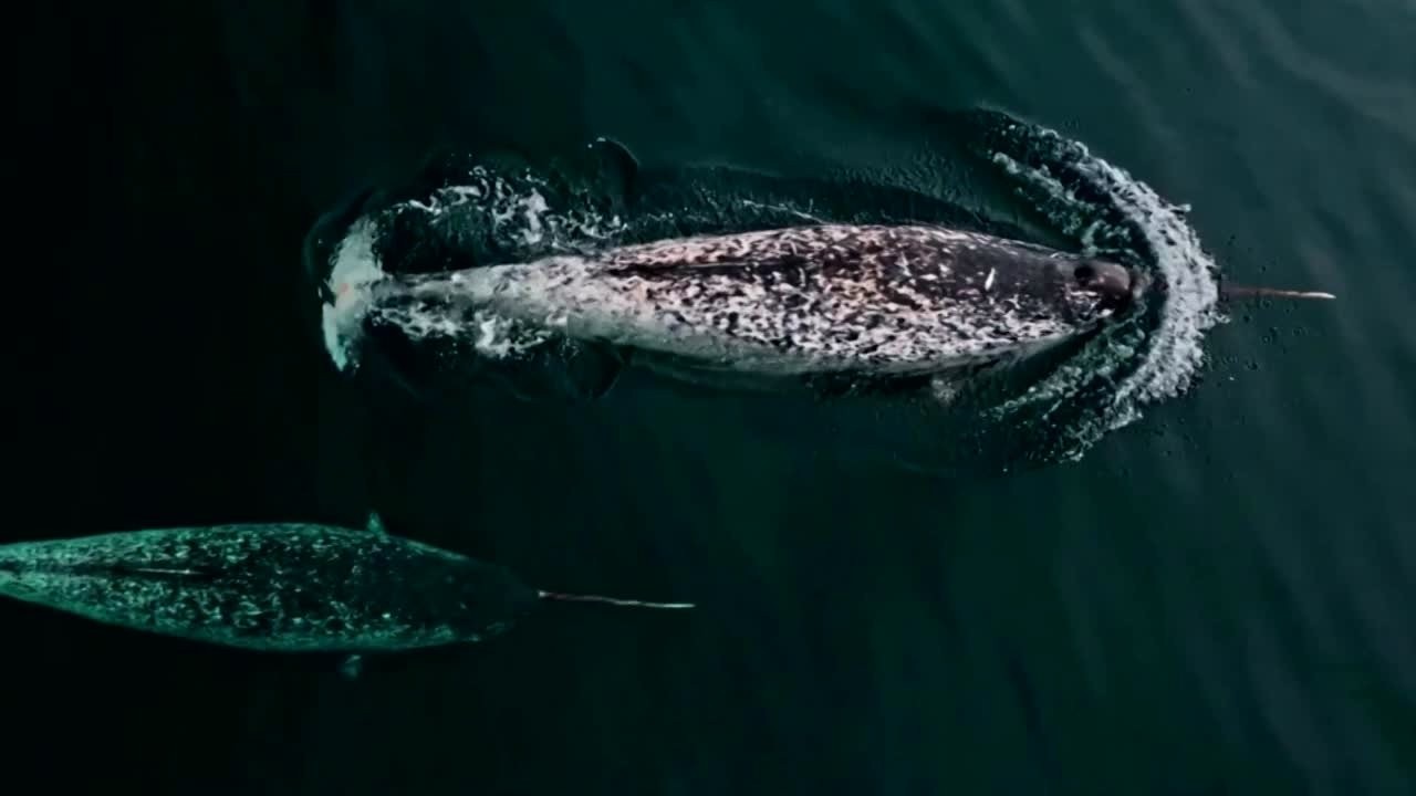 Rare footage of Arctic narwhals