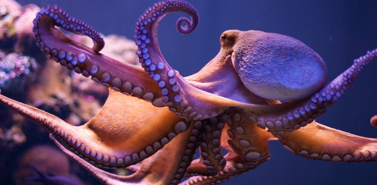 Suckers for learning: why octopuses are so intelligent