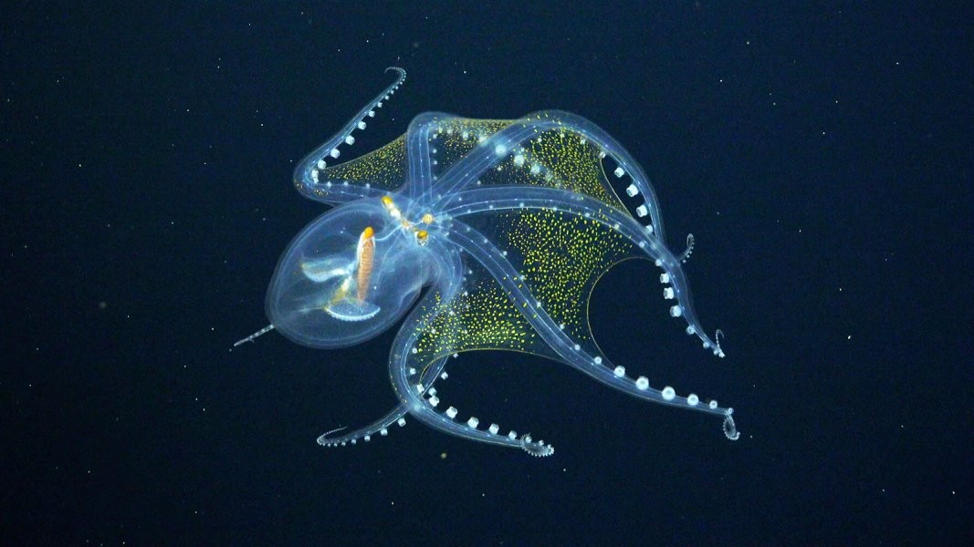 Rarely seen glass octopus caught on film