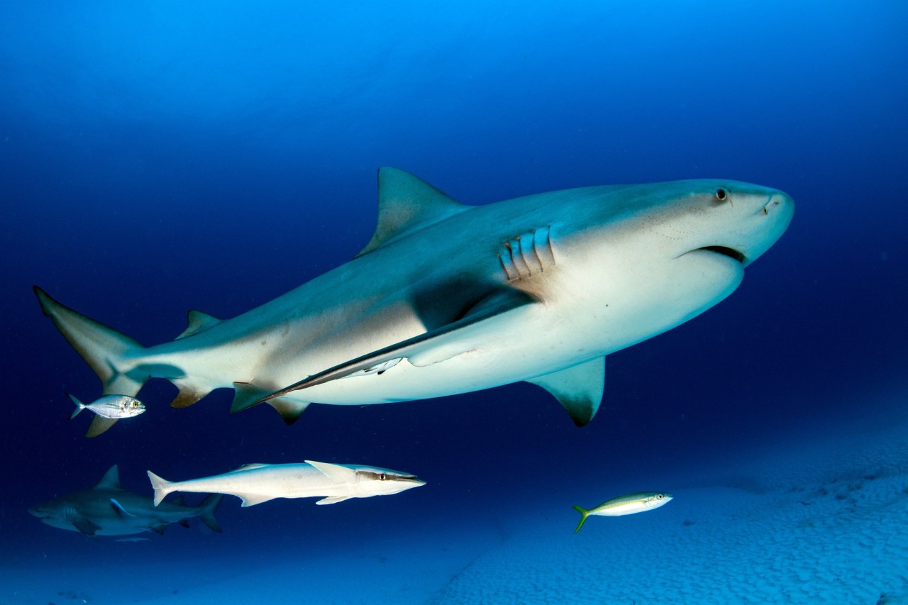 Amazing Shark Facts You Haven’t Heard a Million Times