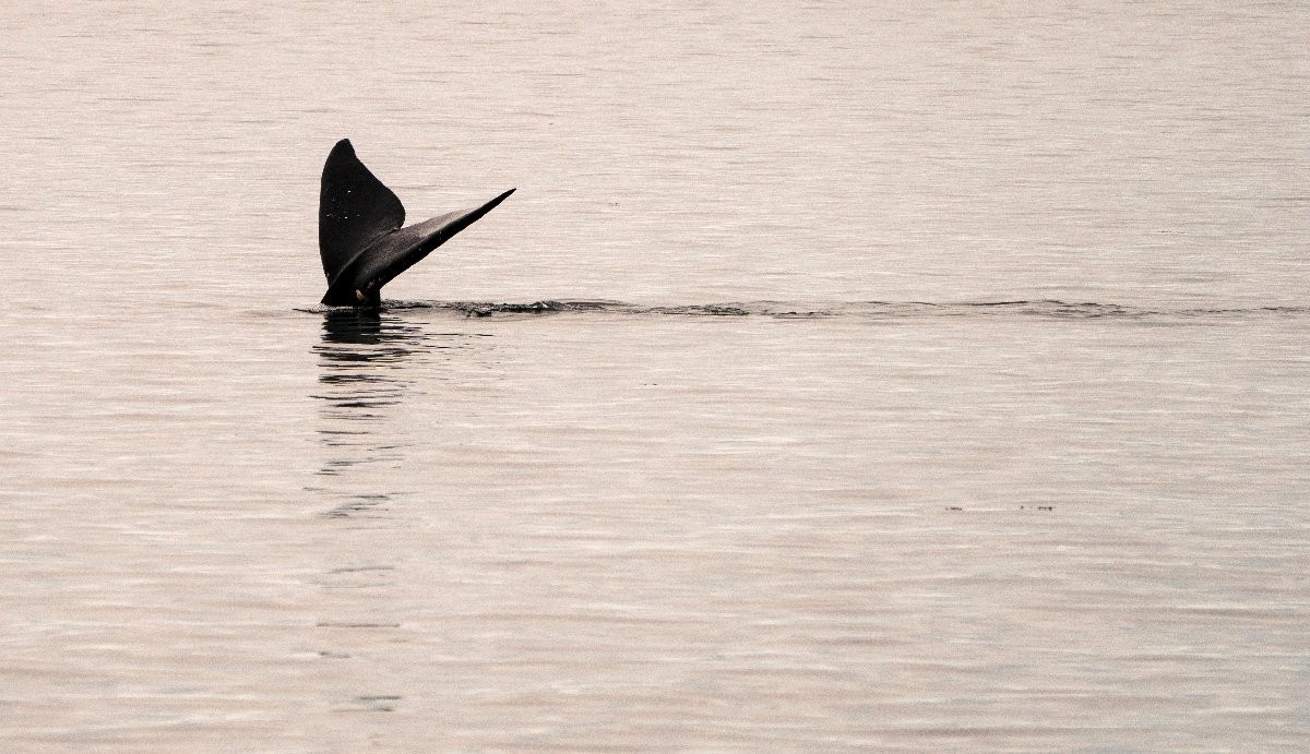 Speeding ships killing endangered N. Atlantic right whales : study