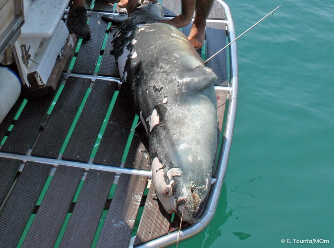 Alonnisos in Shock as Reckless Spearfisherman Kills Island’s Mascot Seal