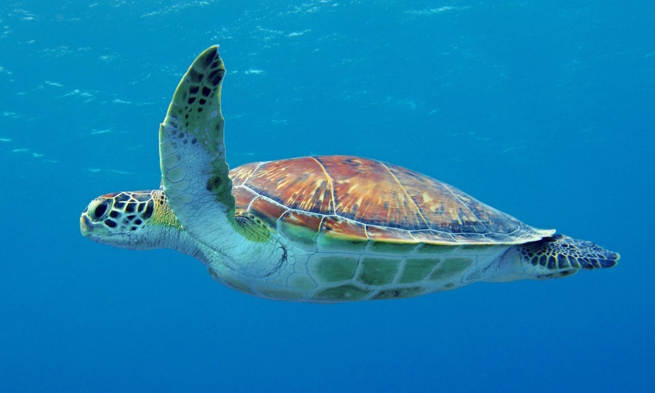 Evolutionary ‘trap’ leading young sea turtles to ingest plastic, study says