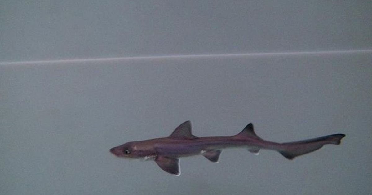 'Miracle' baby shark born in tank full of only females leaving scientists amazed
