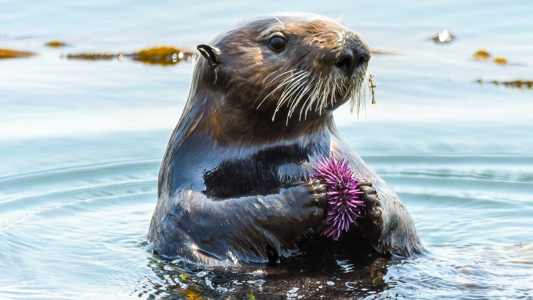 Emergency sea otters needed to save California’s kelp forests