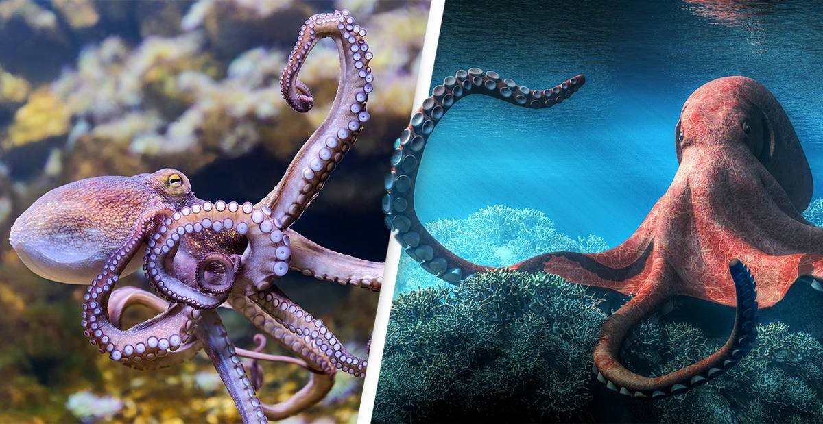 Female Octopuses Throw Things At Males That Harrass Them