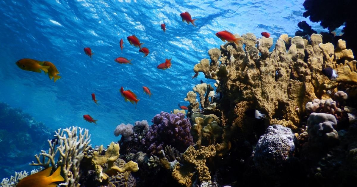 Save Eilat's Coral Reefs