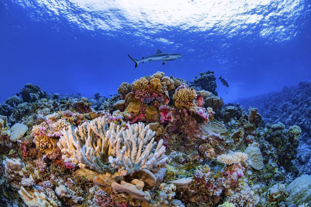 Coral reefs have lost half their ability to support human communities, Canadian researchers say